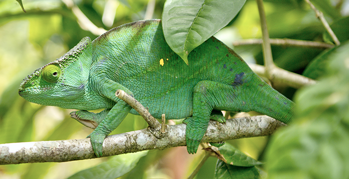 Parson's chameleon